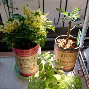 多肉植物,鉢植え,斑入り見つけ隊♪,ベランダの画像