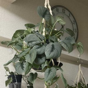 スキンダプサス,スキンダプサス・オルモストシルバー,成長記録,マクラメハンガー,緑のある暮らしの画像