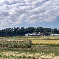 ケヤキ,いね,スマホ撮影,さむかわ中央公園,寒川町の画像