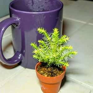 八房白芽杉（白妙）,盆栽,ミニ盆栽,盆栽苗木,まめ盆栽の画像