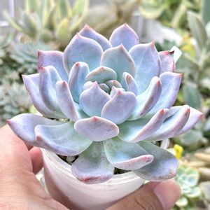 成長記録 スィートミント,エケベリア スィートミント,神奈川タニラー,多肉男子,多肉植物園ナイト営業中✩.*˚の画像