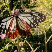 アザミ,アサギマダラ,六甲高山植物園,２０２０年５月同期の画像