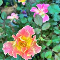 バラ,バラ,癒し,花のある暮らし,おでかけ先の画像