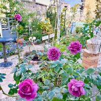 ケイトウ,コリウス,バラ,薔薇,デュランタ 宝塚の画像