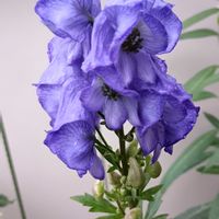 トリカブト,トリカブト,トリカブトの蕾,小さな庭の画像