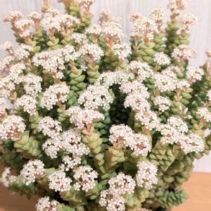 小米星,多肉植物,クラッスラ属,多肉植物の花,多肉植物の紅葉の画像