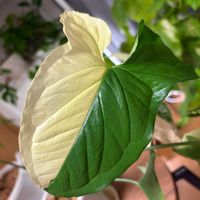 シンゴニウム,シンゴニウムの画像