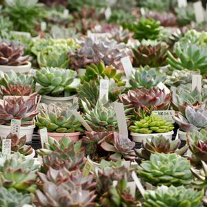 エケベリア,東山動植物園,多肉植物,エケベリア属,多肉植物 エケベリアの画像