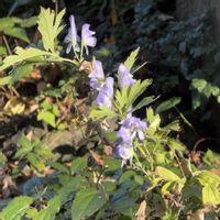 トリカブト,キンポウゲ科,東京都薬用植物園の画像