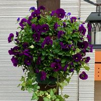 ヘデラ,ビオラ,寄せ植え,花のある暮らし,ハンギングバスケットの画像