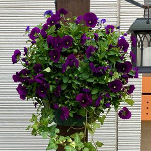 ヘデラ,ビオラ,寄せ植え,花のある暮らし,ハンギングバスケットの画像
