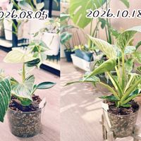 フィロデンドロン・バーキン,新芽,成長記録,成長中,フィロデンドロン属の画像