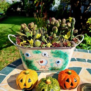 多肉植物,ハロウィン,リメ缶・リメ鉢,多肉植物の寄せ植え♡,全国オヤジ連合会の画像