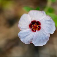 アジサイ,ヤナギバルイラソウ,ヤナギバルイラソウ,紫陽花,紫陽花の画像