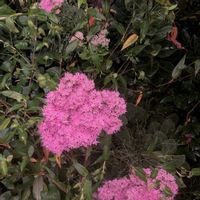 オオベンケイソウ,オオベンケイソウ,オオベンケイソウ,オオベンケイソウ,オオベンケイソウの画像
