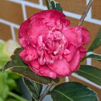 ツバキ,椿 弁天神楽,鉢植の画像