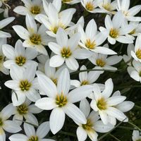 タマスダレ,タマスダレ,沖縄,白い花マニア,ヤンバルの画像