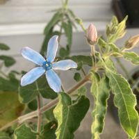 ジュビリー・セレブレーション,オキシペタラム ブルースター,多肉の寄せ植え,花のある暮らし,多肉のある暮らしの画像