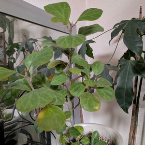 小判菩提樹,観葉植物,成長記録,挿し木,多様性を愛する会の画像
