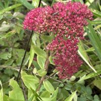 キリンソウ, ベンケイソウ,斑入りベンケイソウ,多肉植物,今日のお花の画像
