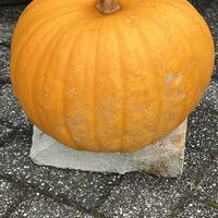 かぼちゃ,カボチャ,素敵な出会いに感謝,今日も元気で,今日も笑顔で♡の画像