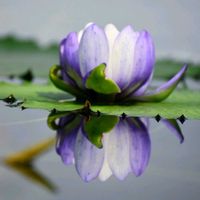 熱帯スイレン,熱帯スイレン,素敵な出会いに感謝,胸キュン,水生植物公園みずの森の画像