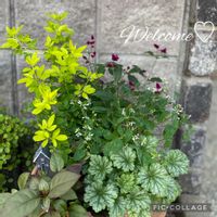 ヒューケラ,アルテルナンテラ,ホワイトラブ,千紅花火,ブリムローズジャスミンの画像