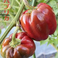 パプリカ(赤),ハヤトウリ（隼人瓜）,美味しい秋茄子,野菜の収穫と冬野菜の準備,おでん大根の種まきの画像