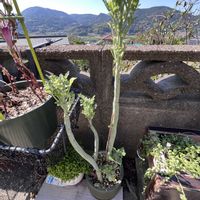 七宝樹,セネシオ 七宝樹,多肉植物の画像