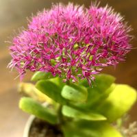 ツメレンゲ, ベンケイソウ,多肉植物,小さな花,ピンクの星の画像