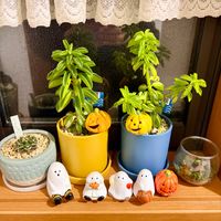 サボテン,ペペロミア,ペペロミア ニパドラ,ペペロミア ニパドラ,ダイソーの多肉植物の画像