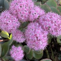 ミセバヤ,リンゴ, ベンケイソウ,今日のお花,大子の画像