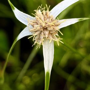 ソバ,シラサギカヤツリ,タイワンツバキ,茶の木の花,山野草の画像