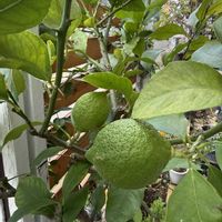 レモン,レモンの木の画像