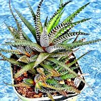 ハオルチア,十二の巻,ハオルチア 十二の巻,ハオルチア属,植物男子ベランダーの画像