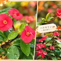 ハナキリン,仲良し,花のある暮らし,おうち園芸,癒しの時間♡の画像