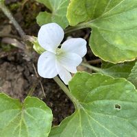 スミレ,ナチュラルガーデン,庭の宿根草,お庭の花たち,花と暮らすの画像