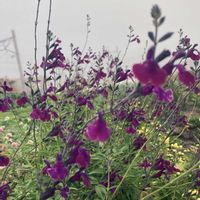 バニーテール,デルフィニウム,今日の一枚の画像