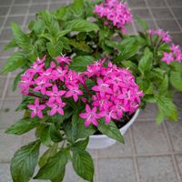 ツルムラサキ,ペンタス,アメジストセージの画像