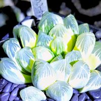 ハオルチア,ハオルチア オブツーサ,オブツーサ錦,多肉植物,ハオルチア属の画像