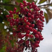 サンゴジュ,公園,公園散歩の画像