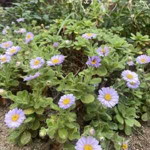 ダルマギク,ハンドメイド,ドライフラワーアレンジ,元気もらえる,お花のある暮らしの画像