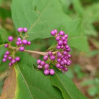 ムラサキシキブ,落葉低木,雄性先熟,虫媒花,孔開葯の画像