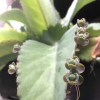 子宝弁慶草,コダカラベンケイソウ,多肉植物,鉢植え,ガーデニングの画像