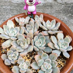 多肉植物,植え替え,雨ざらしの画像