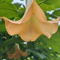 エンジェルストランペット,地湧金蓮,エビスグサ,植物園,植え込みの画像