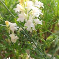 宿根リナリア,栄養系コリウス,種まき,花のある暮らし,お花を楽しむの画像