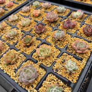 多肉植物,葉挿し,エケベリア属,小苗,バルビナエア属の画像