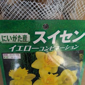 雑草,日記,こぼれ種,自己流,無農薬の画像