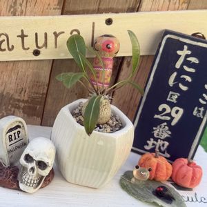 パキポディウム　恵比寿大黒,球根植物,成長記録,繋がりに感謝✨,ハロウィン月間の画像
